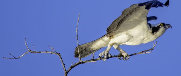 Il Falco che non poteva volare. Il Falco che non poteva volare.